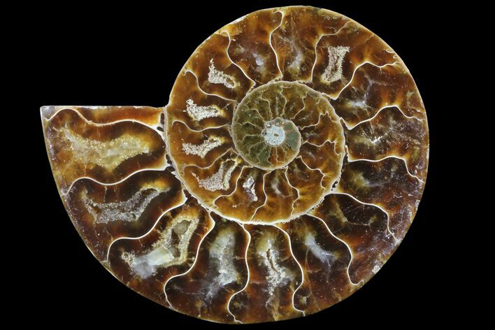 Agatized Ammonite Fossil (Half) - Madagascar #83829